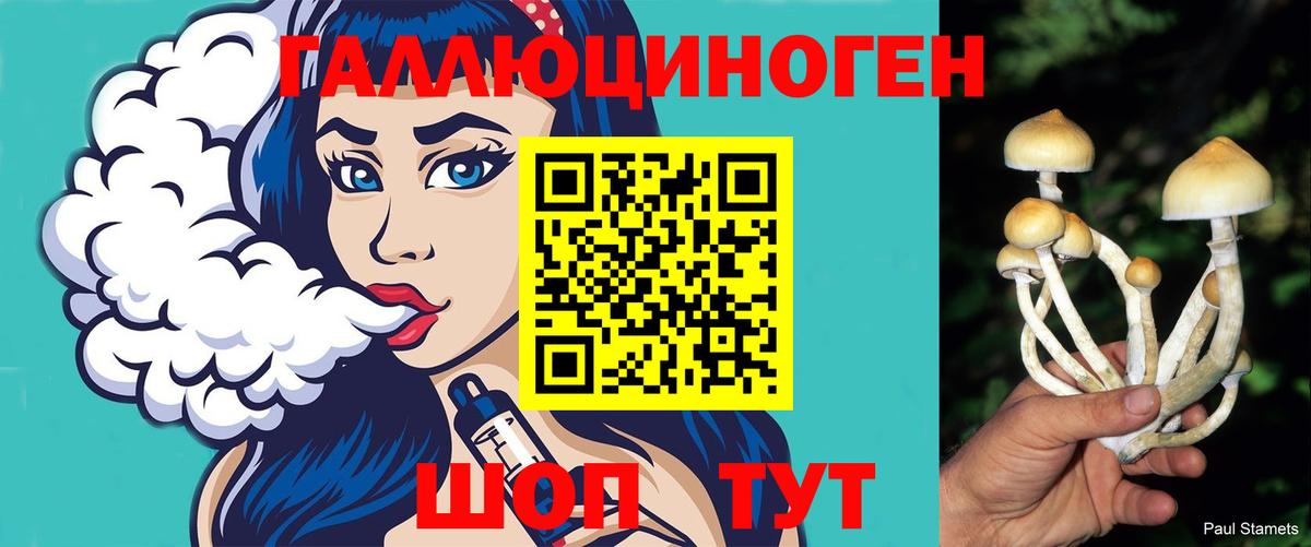 Галлюциногенные грибы Psilocybine cubensis Томск